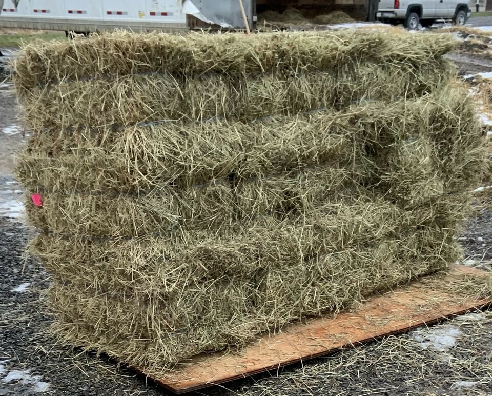 HIGH QUALITY HORSE HAY FOR SALE 