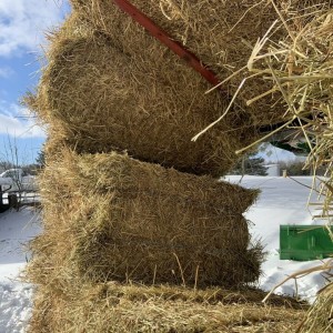 HIGH QUALITY HORSE HAY FOR SALE 